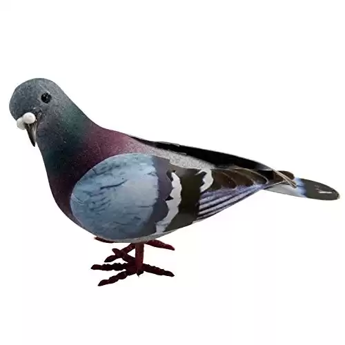 Simulation Foam Pigeon